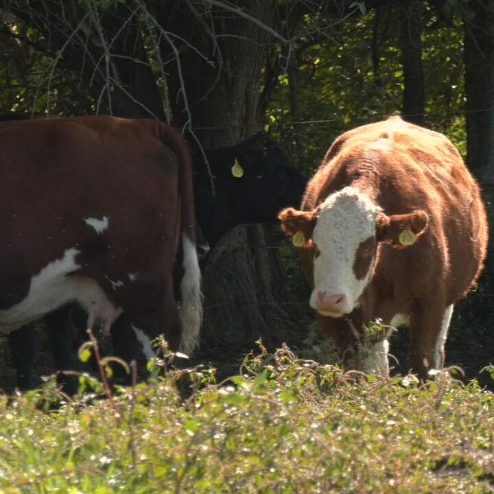 Kentucky cows - cattle farms